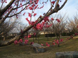 ume hinamatsuri.JPG