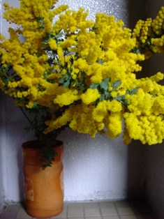 mimoza2.jpg