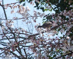 sakura and lintu.jpg