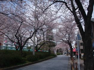 sakura-yuen.jpg