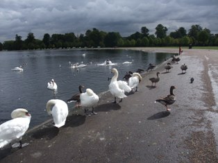 swan and birds3.jpg