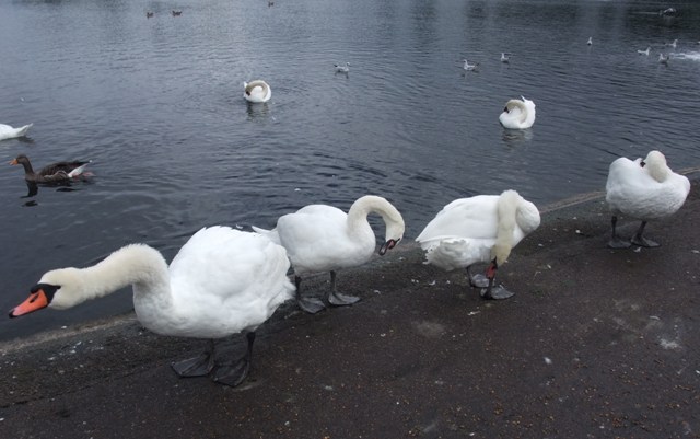 four swans.jpg