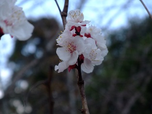 sakura8.jpgmini.jpg