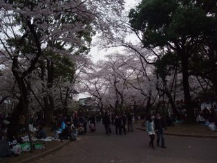 ueno sakura1.jpg