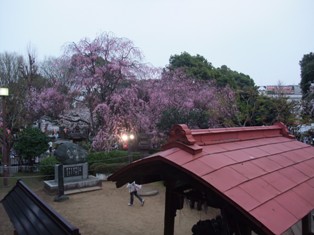 ueno sakura3.jpg