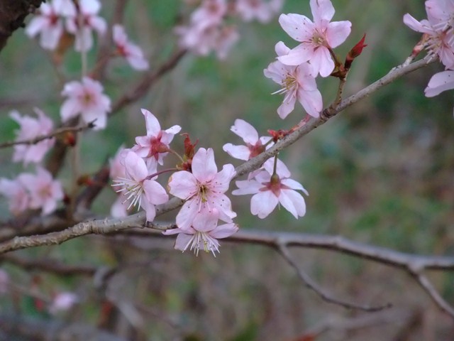 sakura kazadusakura1.jpg