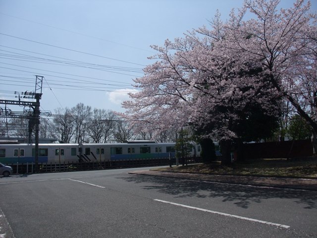 sakura and seibusen.jpg