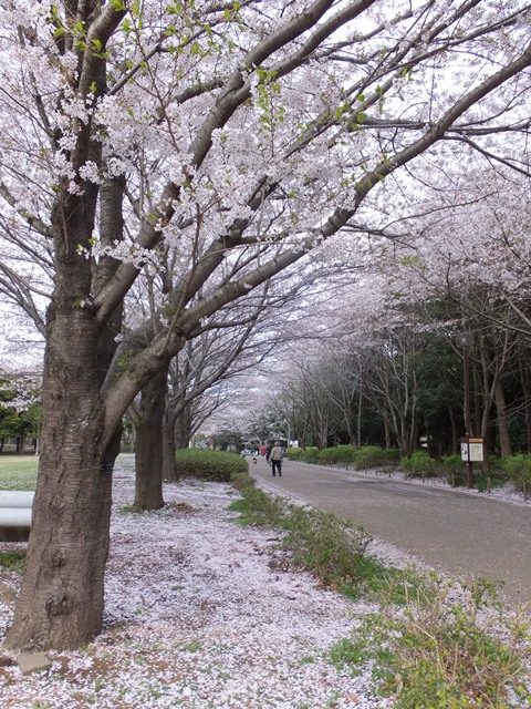 sakura9.jpg