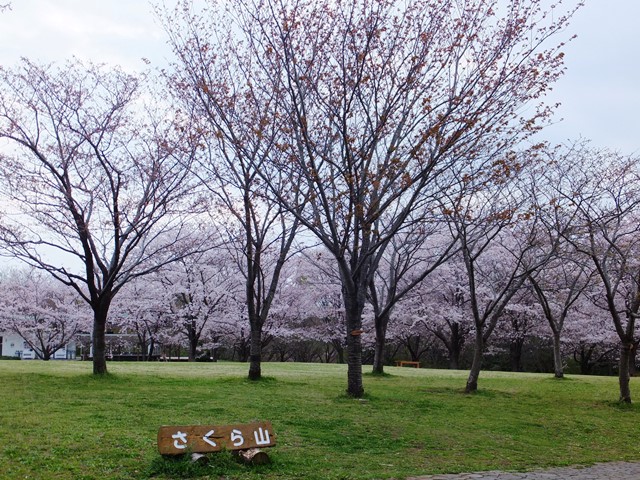 sakura97.jpg