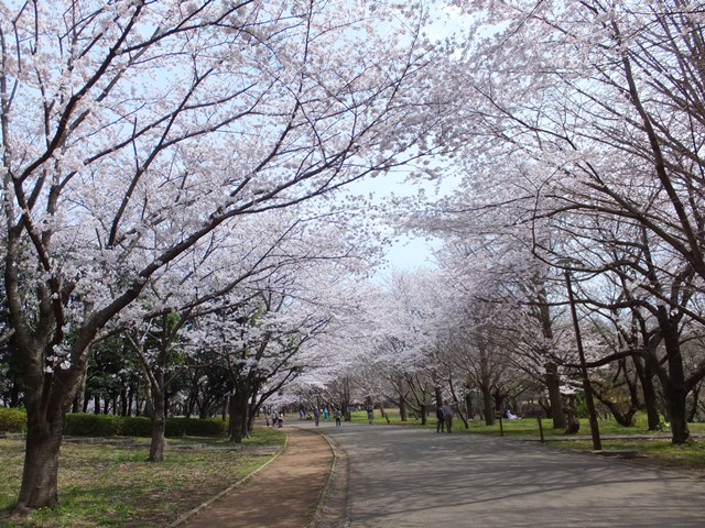 sakura02.jpg