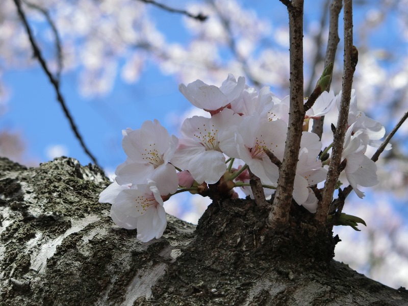kirsikka2015.jpg